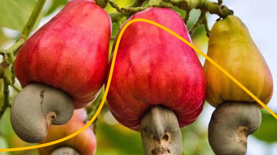 🌎 Descubre el Marañón: El fruto exótico lleno de sorpresas y beneficios
