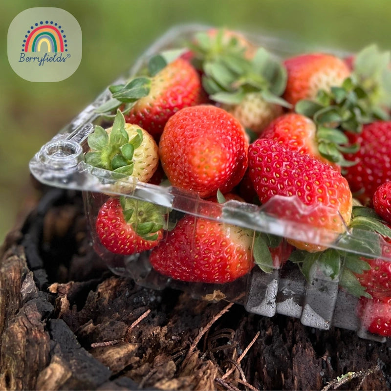 Fresas Organicas Berry Fields x 500 gr-Frutas-Berry Fields-Eatsy Market