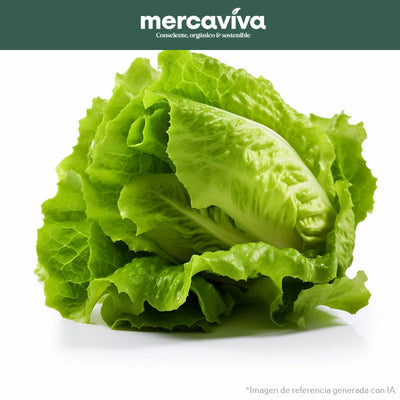 Lechuga Batavia x 1 und-Vegetales-Merkfrutos-x und (Aprox 800 gr)-Eatsy Market