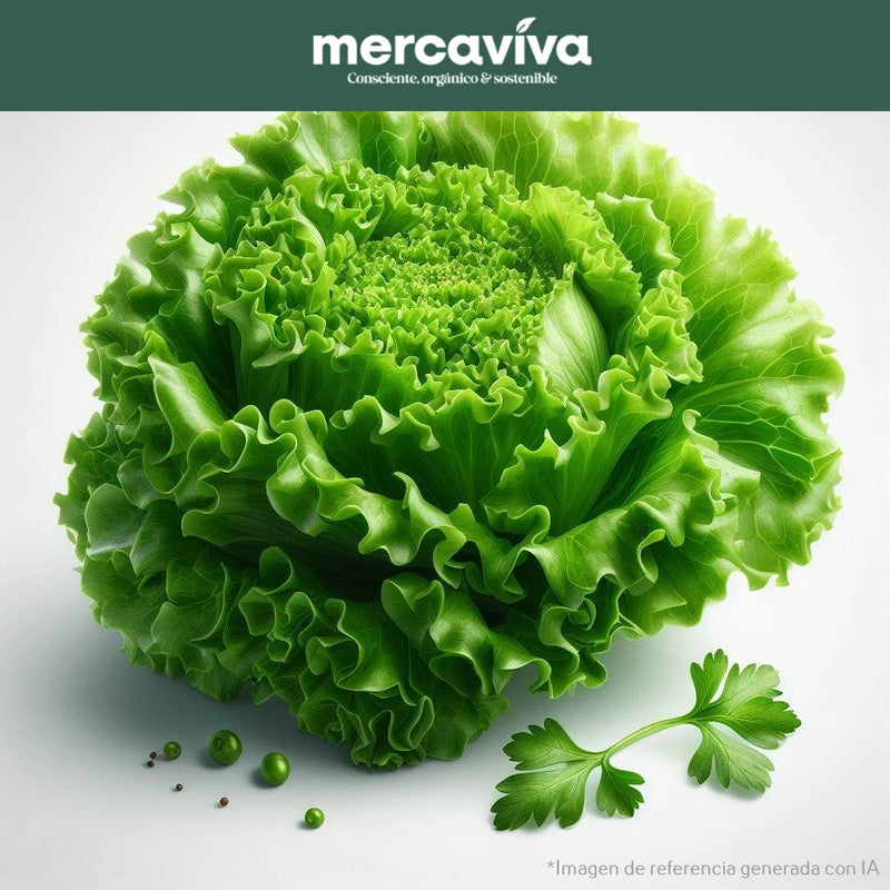 Lechuga Crespa Verde x 1 und-Vegetales-Merkfrutos-x und (Aprox 800 gr)-Eatsy Market