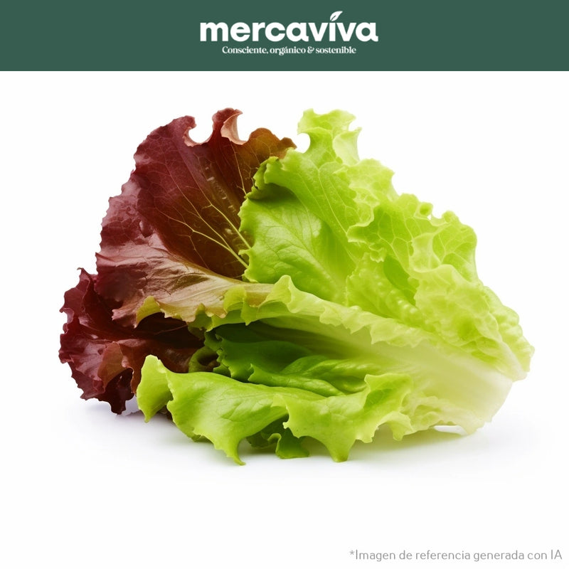 Lechuga Crespa Morada x 1 und-Vegetales-Merkfrutos-x und (Aprox 800 gr)-Eatsy Market