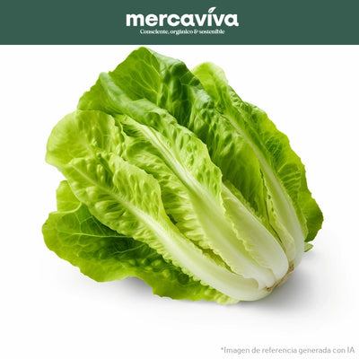 Lechuga Romana x 1 und-Vegetales-Merkfrutos-x und (Aprox 800 gr)-Eatsy Market