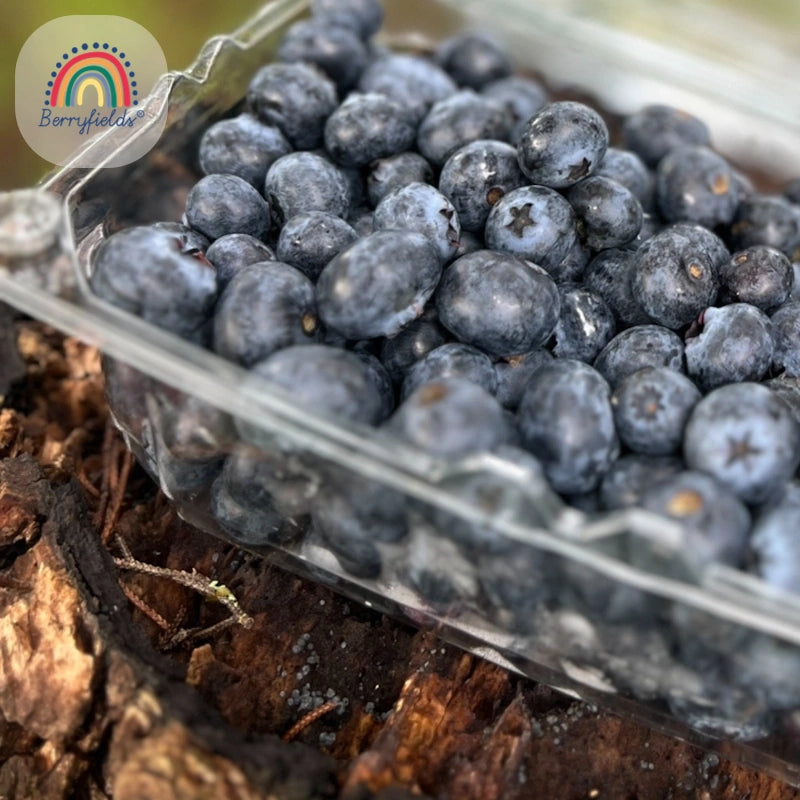 Arandanos Organicos Berry Fields x 500 gr-Frutas-Berry Fields-Eatsy Market